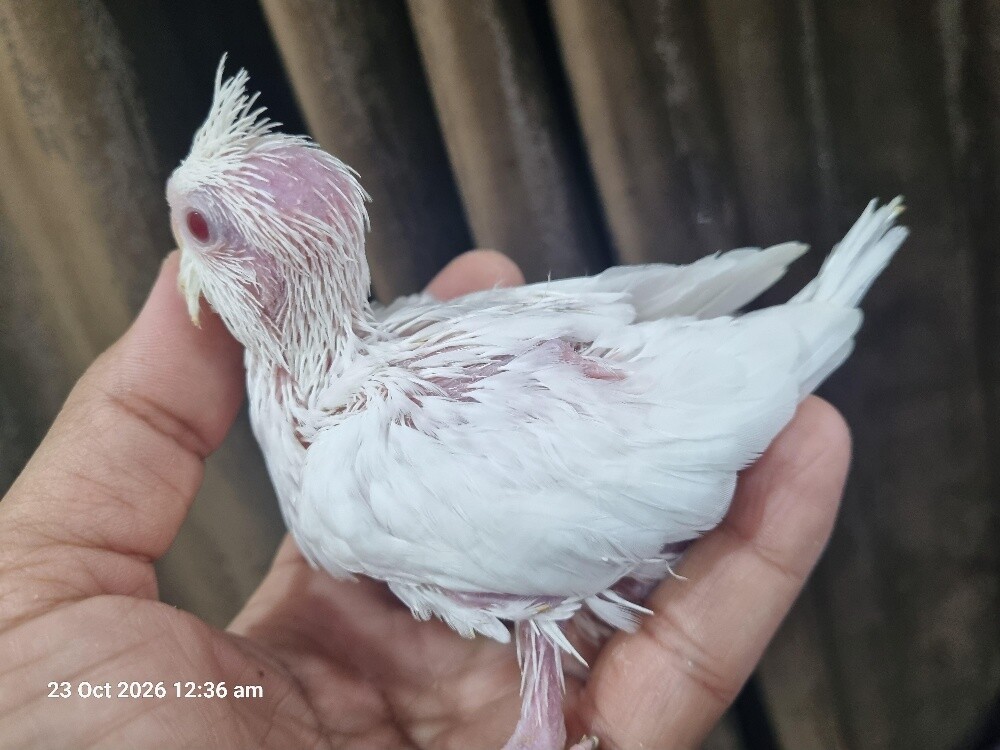 Cocktail Chicks Albino - 1