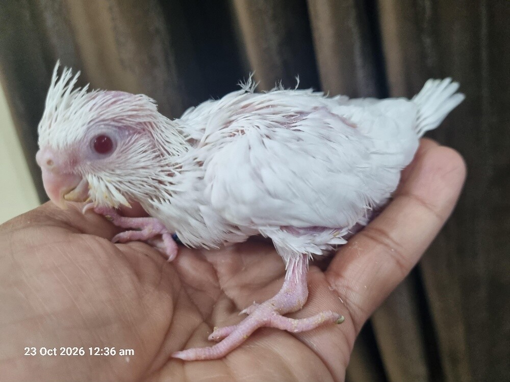 Cocktail Chicks Albino - 3