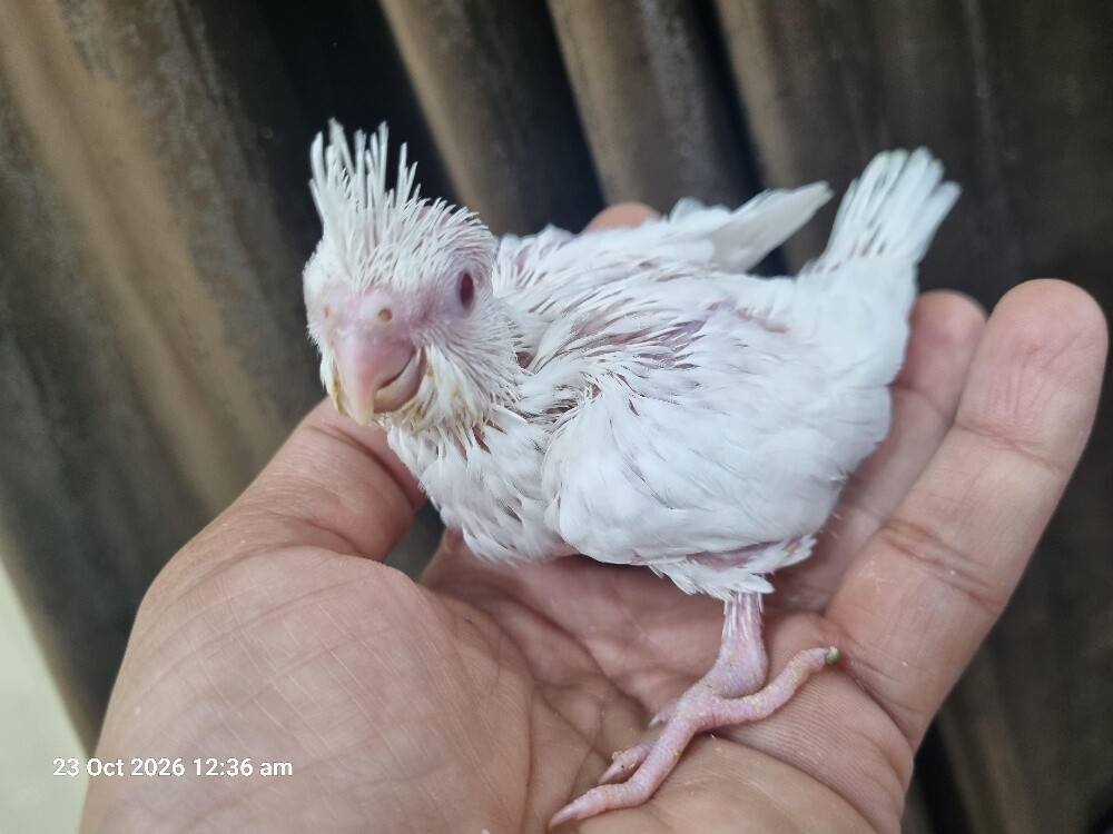 Cocktail Chicks Albino - 2