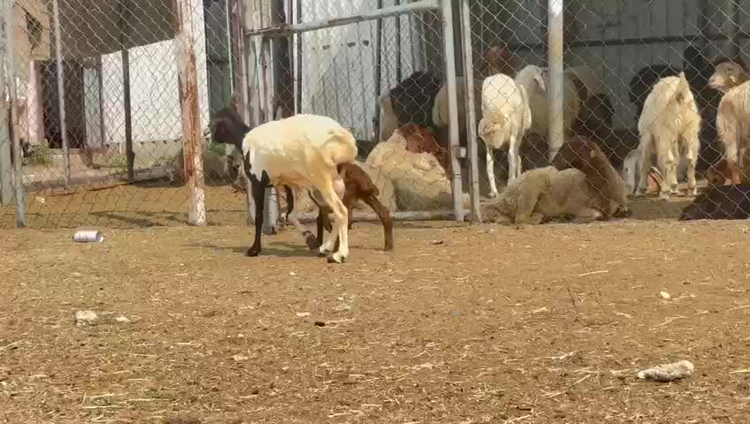 للبيع شاه بربريه وليد طيبه - 1