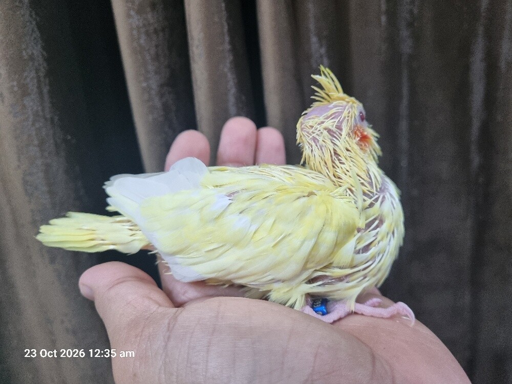 Cockatiel Chicks Lutino - 3