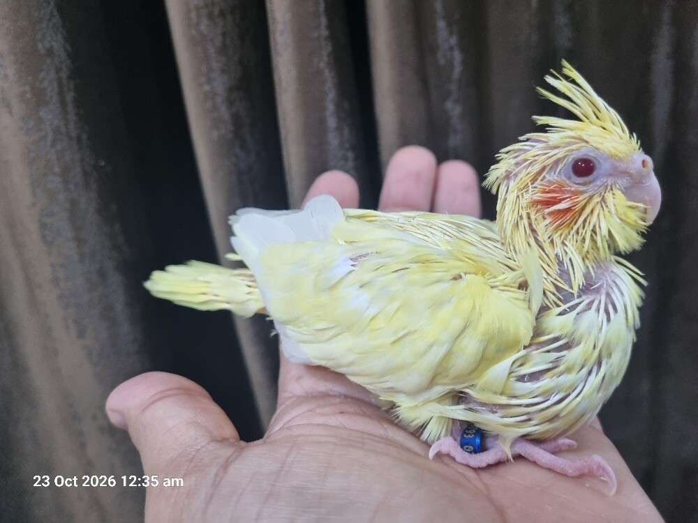 Cockatiel Chicks Lutino - 1
