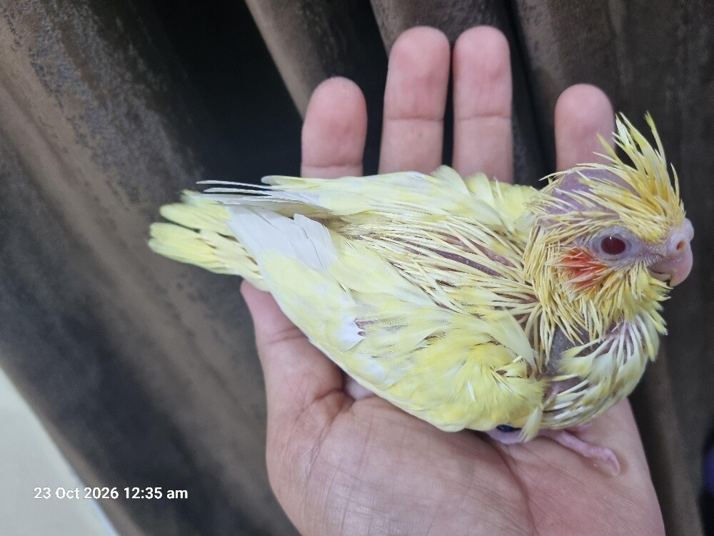 Cockatiel Chicks Lutino - 2