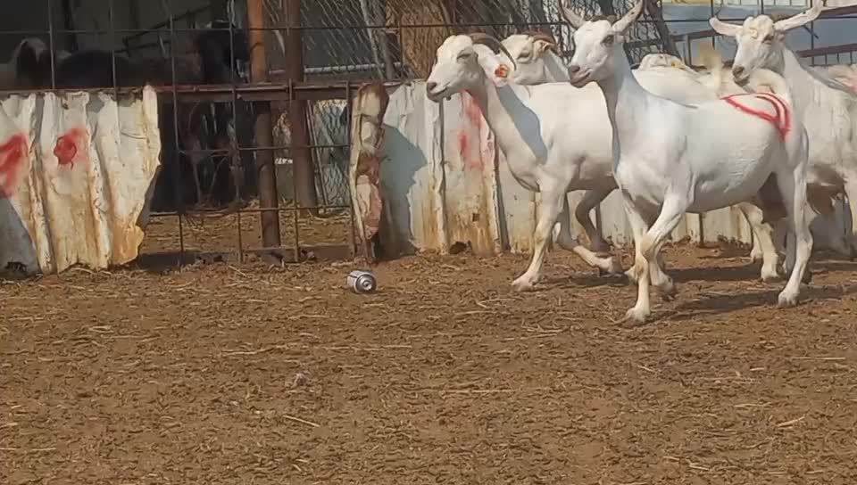 للبيع معزه عمانيات دفيع شرط سونار - 3