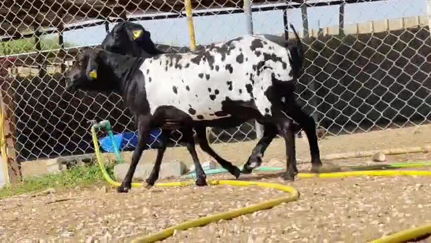 للبيع شويهات بربر - 1