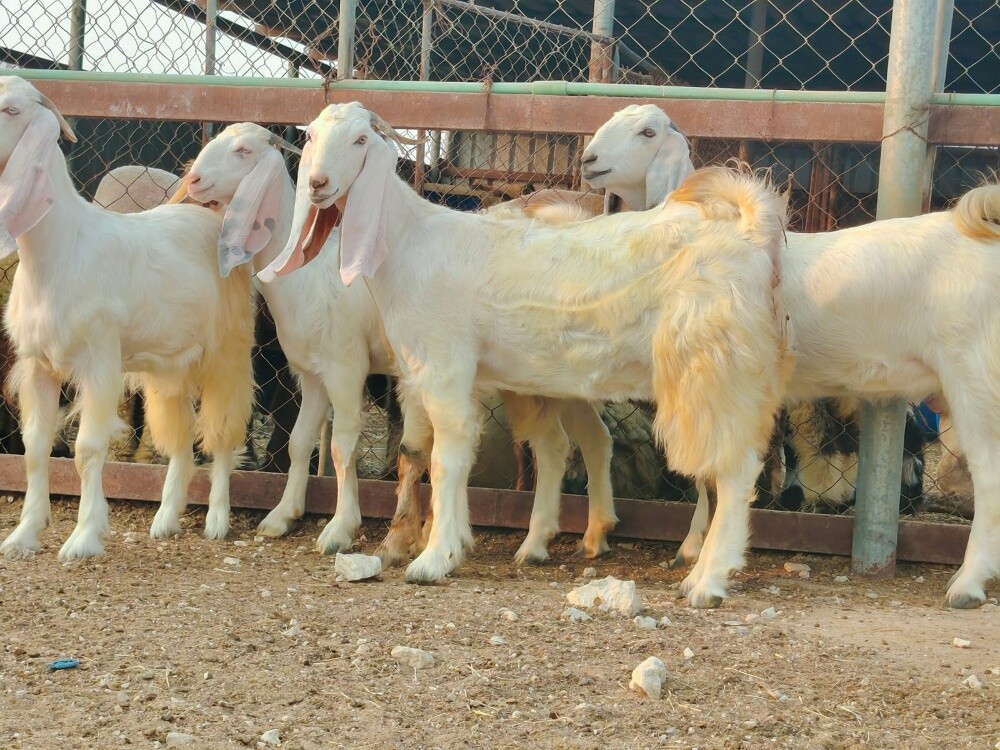 للبيع جمد مطورات برص بيض فاخره - 4