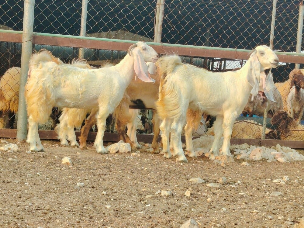 للبيع جمد مطورات برص بيض فاخره - 3