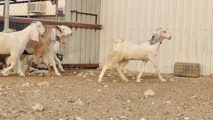 للبيع جمد مطورات برص بيض فاخره - 5