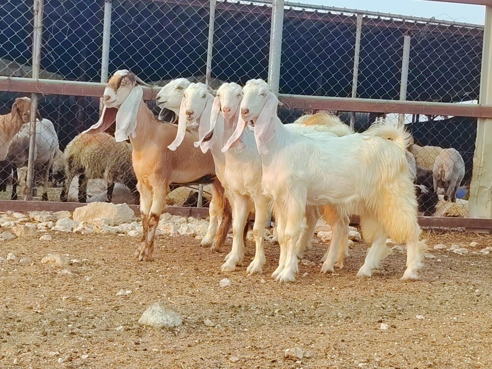 للبيع جمد مطورات برص بيض فاخره - 1