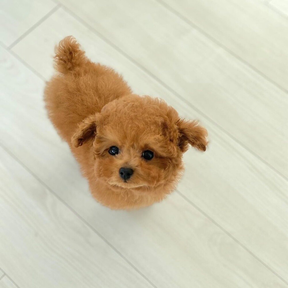 Purebreed Poodle Puppy - 2