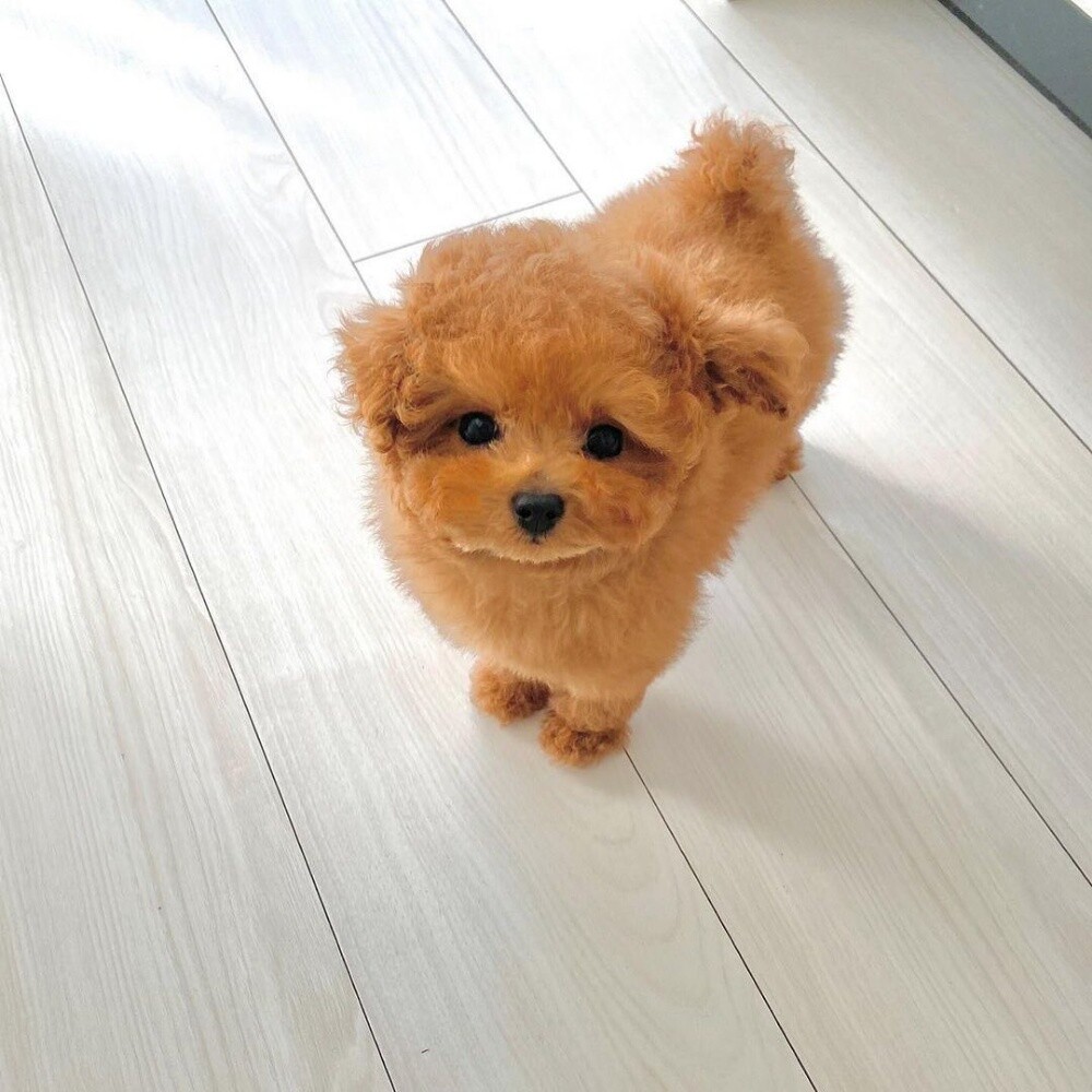 Purebreed Poodle Puppy - 3