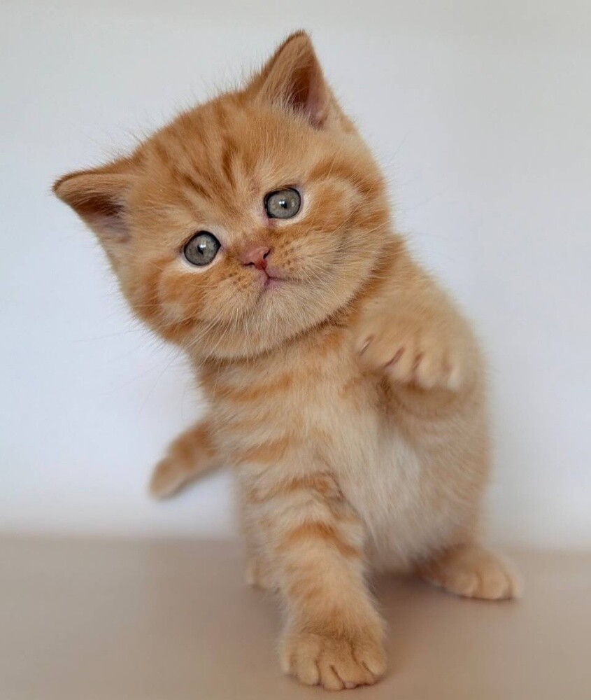 British Shorthair kittens - 2