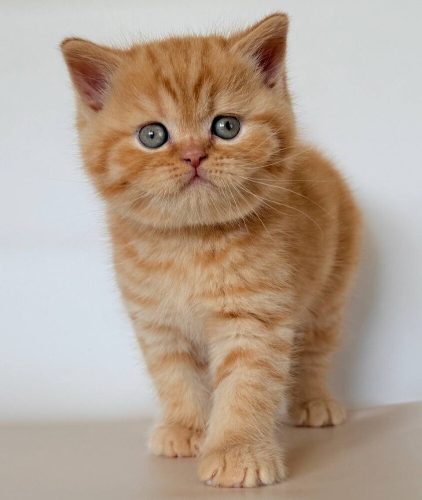 British Shorthair kittens - 1
