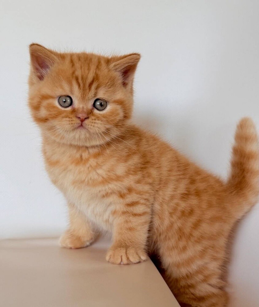 British Shorthair kittens - 3
