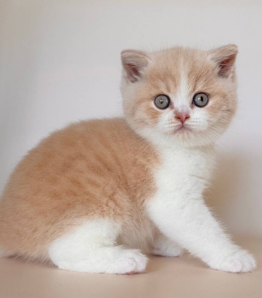 British shorthair Kitten - 2