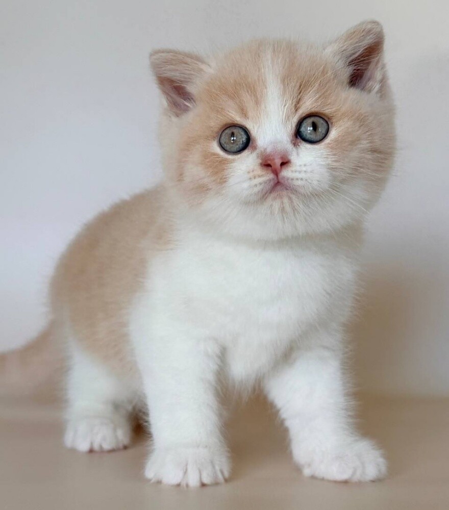 British shorthair Kitten - 3