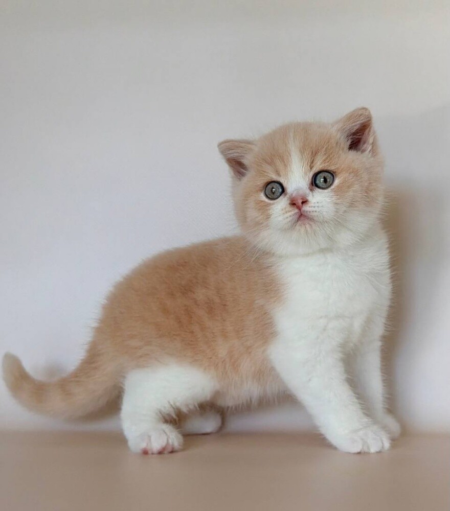 British shorthair Kitten - 1