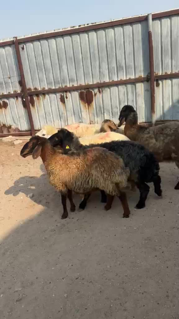 شويهات دفيع شرط - 2