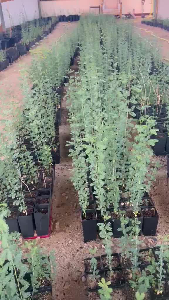 للبيع شتلات الاراك - 4