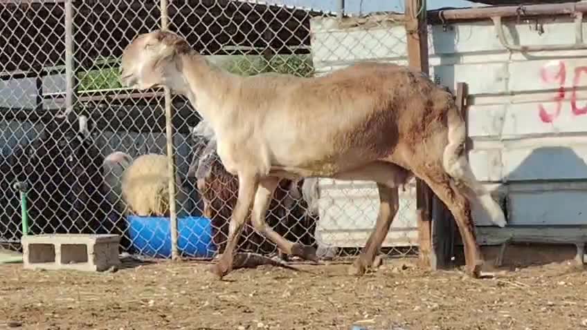 للبيع شاه سودانيه طيبه - 1