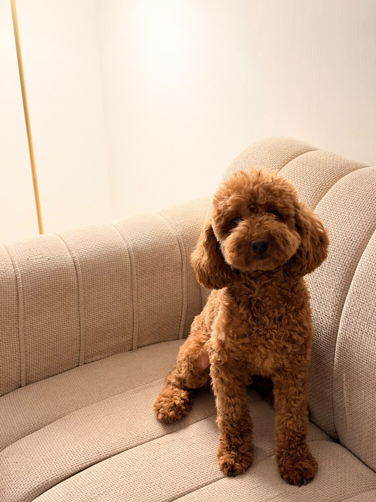 poodle - 1