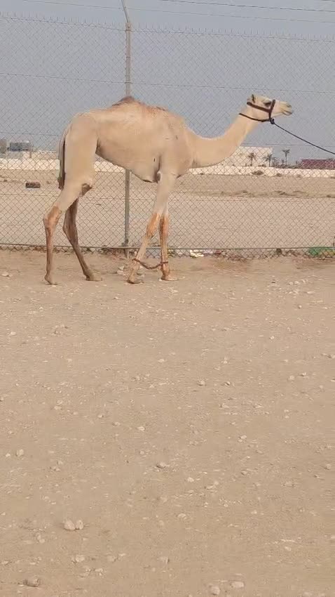 بكره لقيه طلع من حلال الشيخ فهد - 1