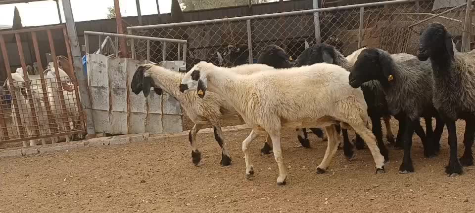 عرب - 1