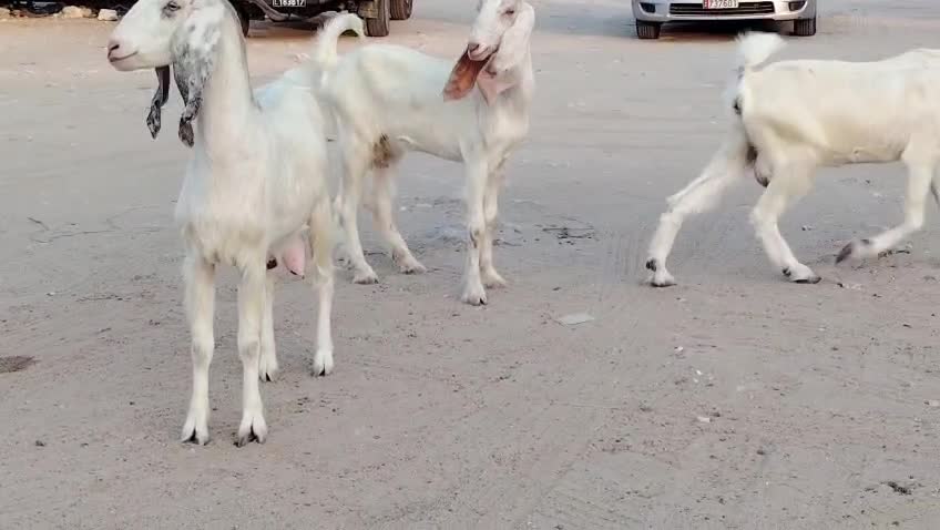 للبيع معزا عوارض - 1