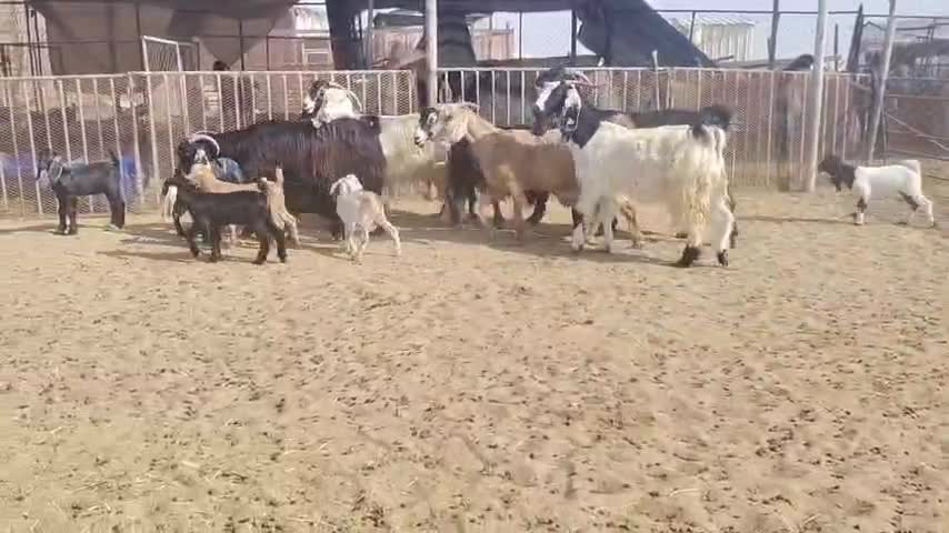للبيع معزه وليد - 1