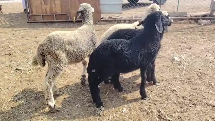 للبيع رخال دواغير مفطوم طيبه - 1