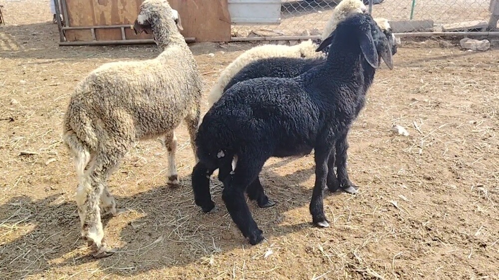 للبيع رخال دواغير مفطوم طيبه - 3