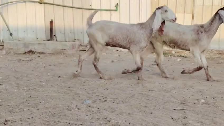 للبيع معزا - 1
