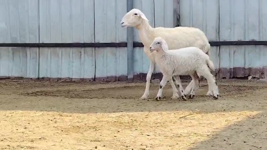 للبيع شاه حبصيه وليد طيبه - 4