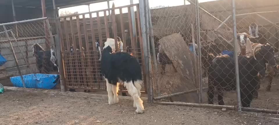 نجديه - 1