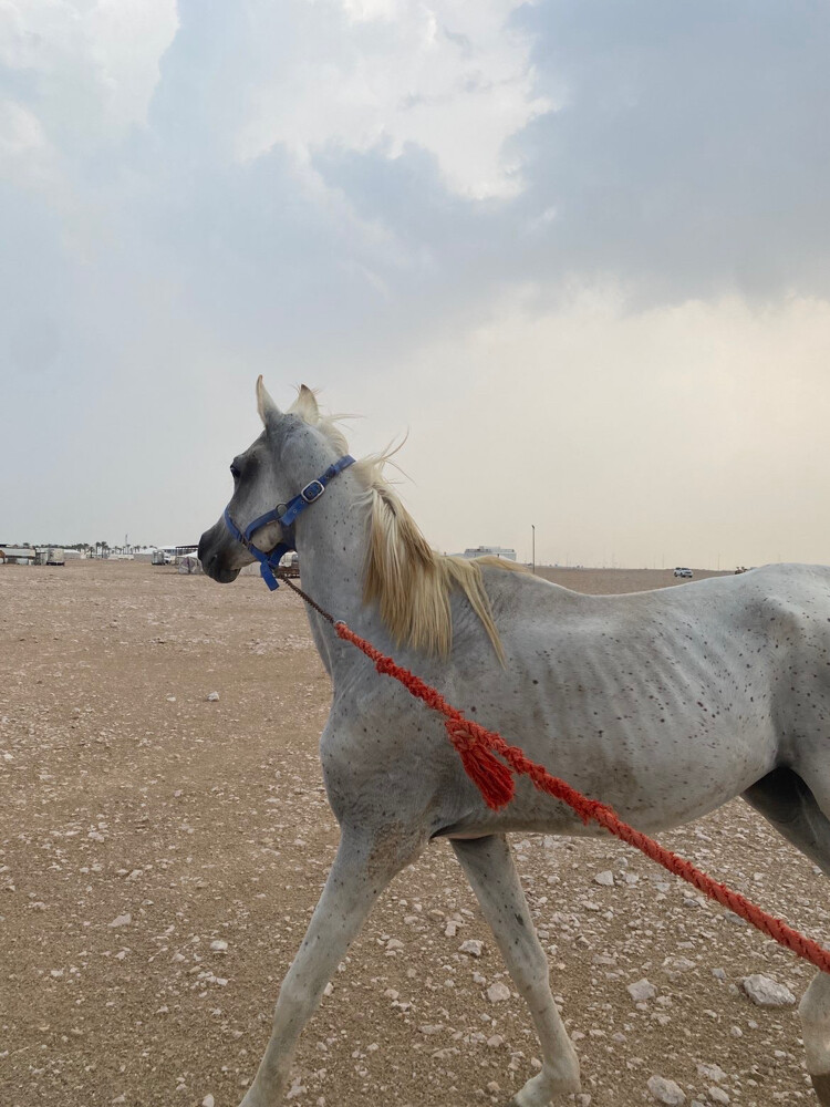 البيع عربي فحل جمال - 3