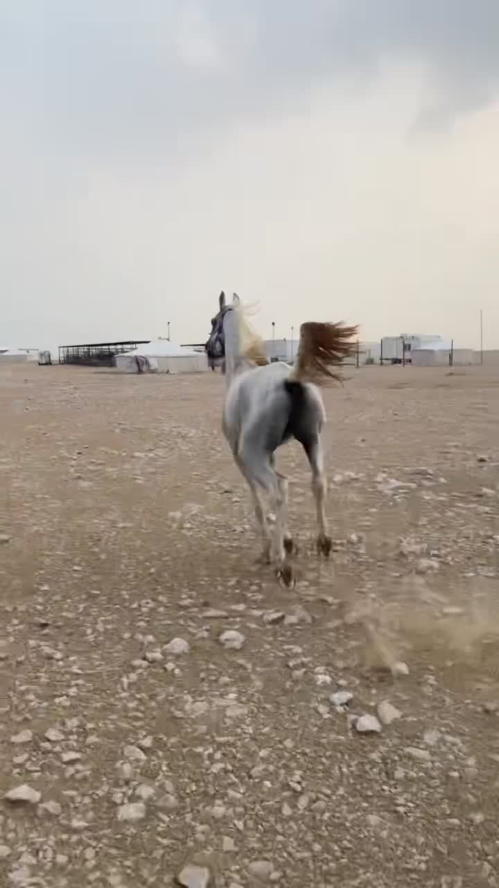 البيع عربي فحل جمال - 5