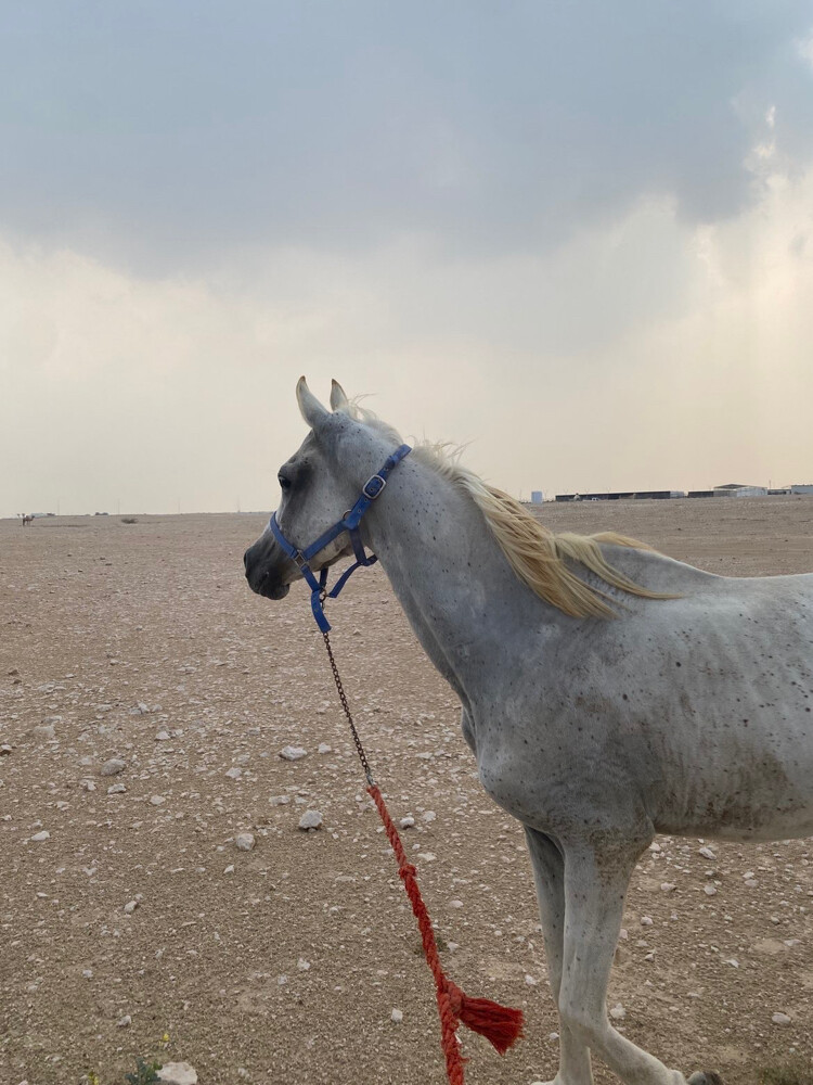 البيع عربي فحل جمال - 2