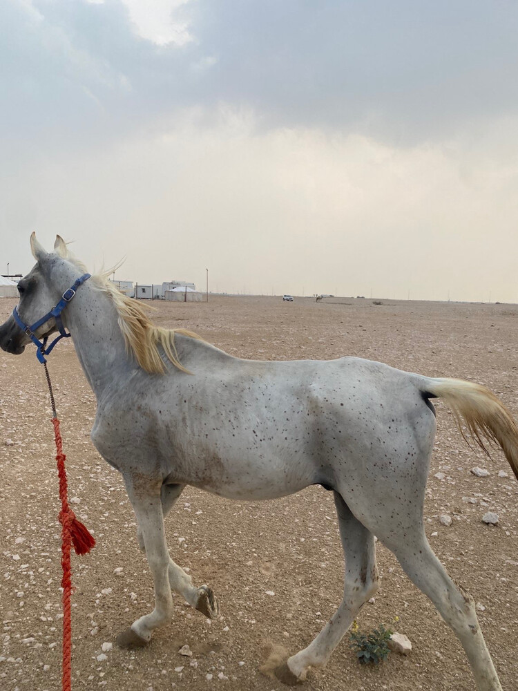 البيع عربي فحل جمال - 4