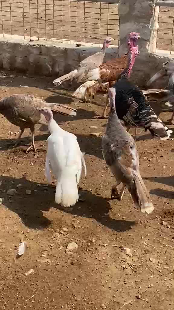 دجاج رومي - 5
