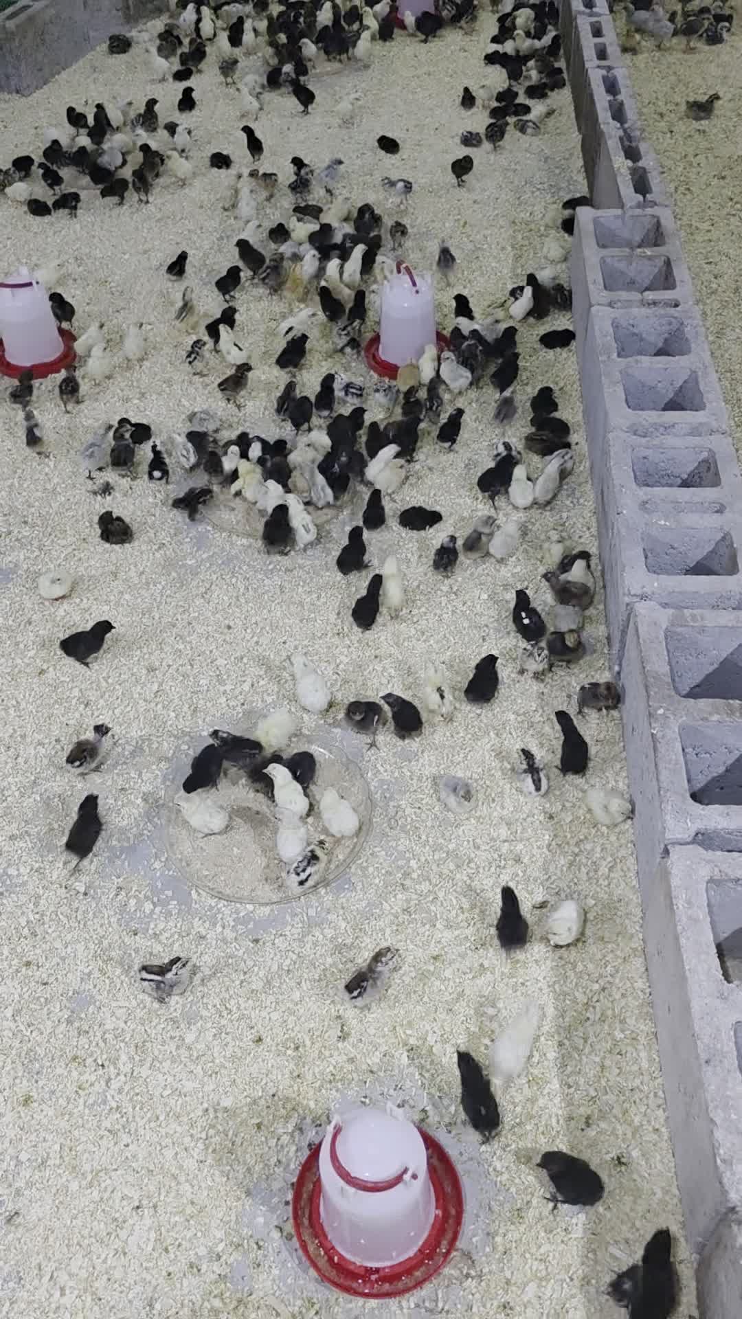 Local Baladi Chicks – Quail – Quail - 10