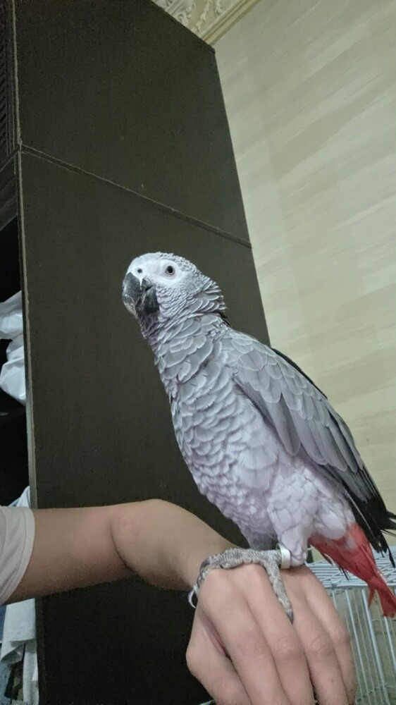 casco bird - 3