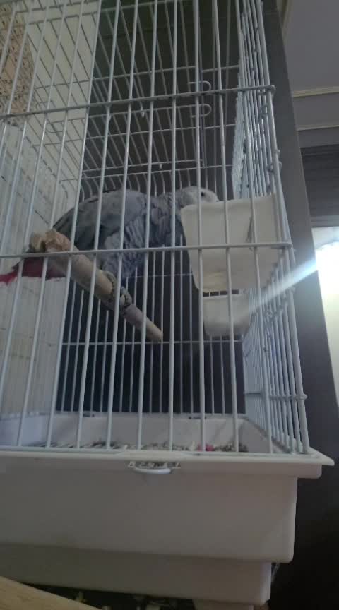 casco bird - 4