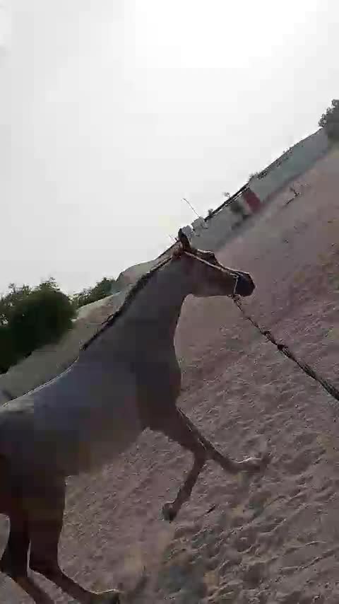 مهر عسيف عمره ثلاث سنين ونص داخل اربع بدون جواز صحته زينه  - 6