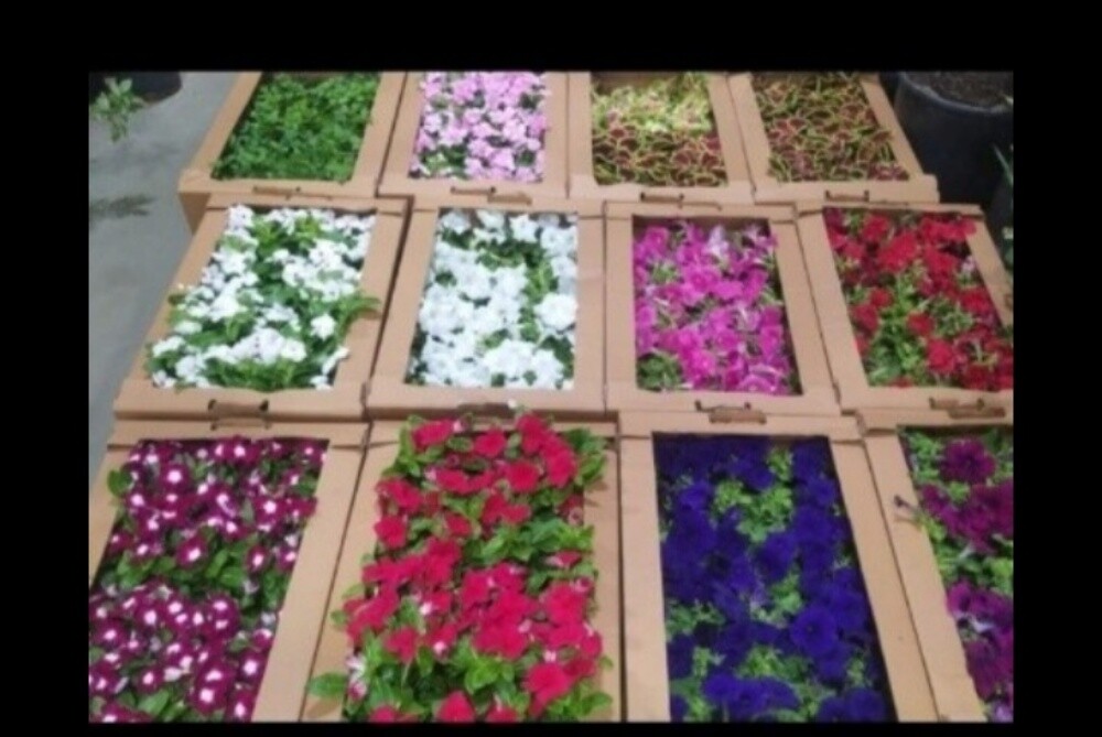 ترتيب وتنسيق الحدائق - 5