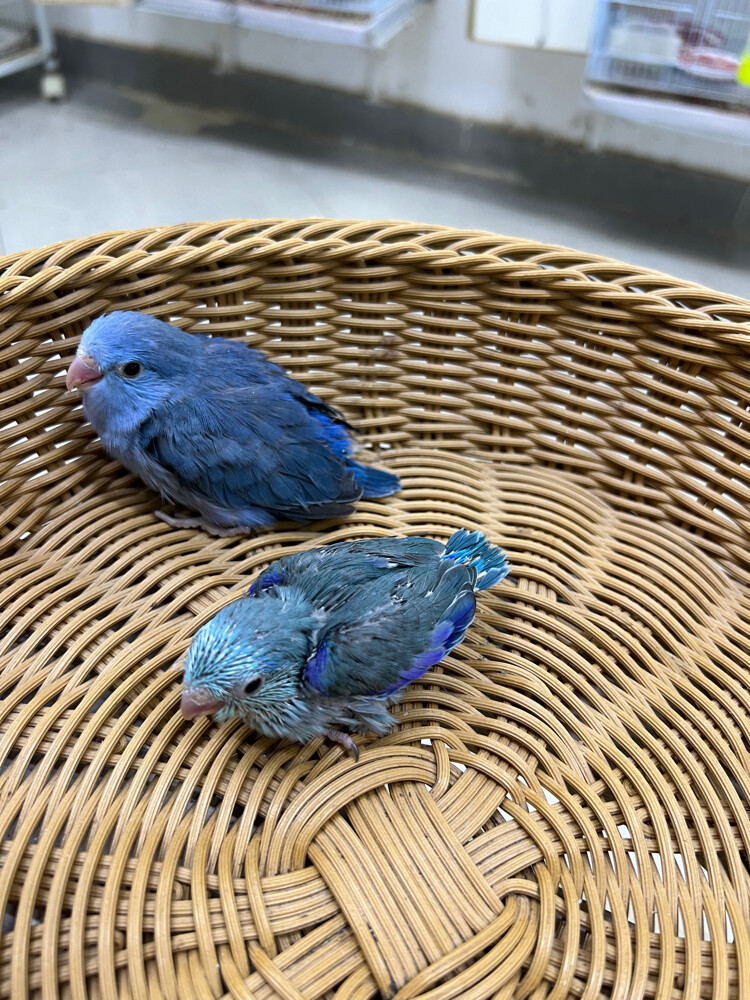 Parrotlet (dwarf parrot) chicks – - 2