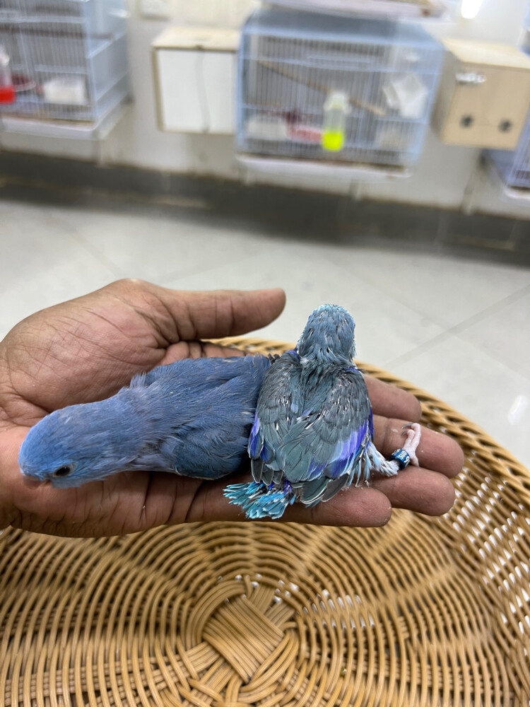 Parrotlet (dwarf parrot) chicks - 2