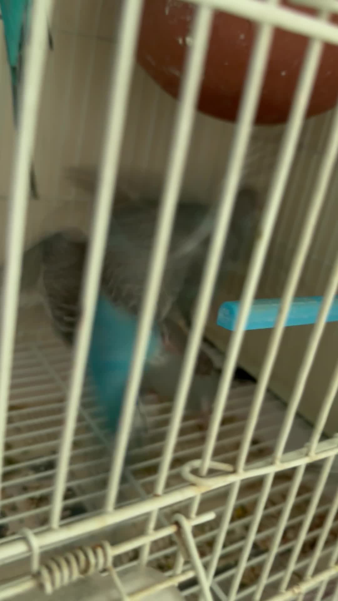 6  budgie 50 days old  - 1