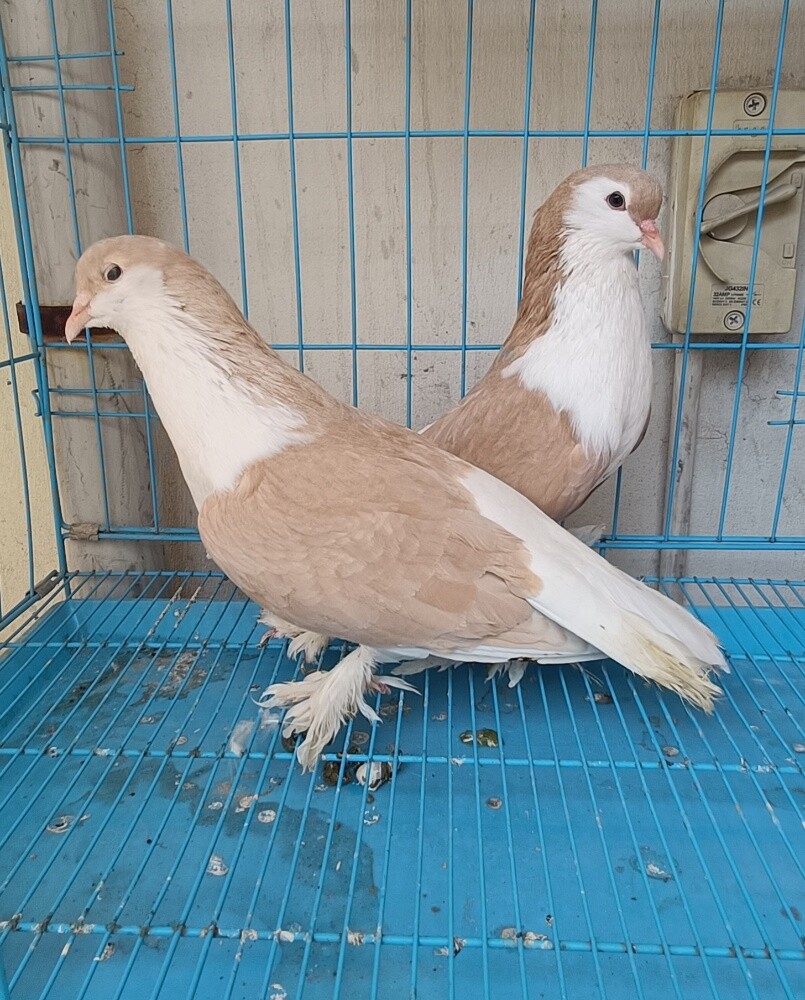 Seraje pigeons - 2