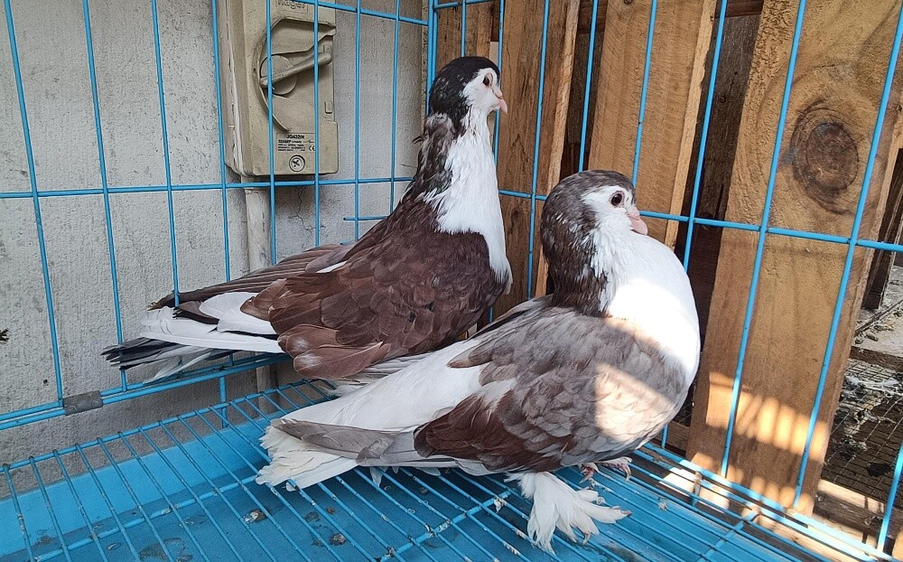 Seraje pigeons - 2