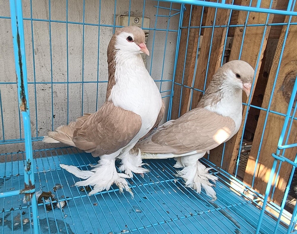 Seraje pigeons - 1